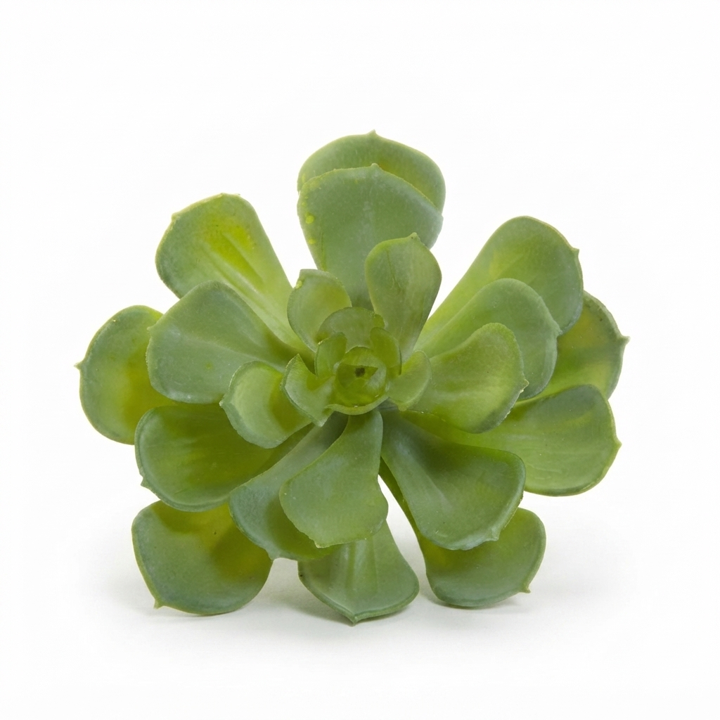 Echeveria 10cm Green — front view