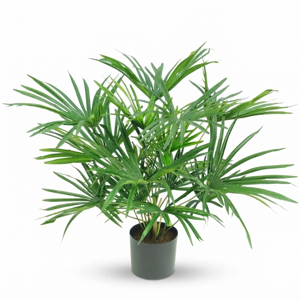 Baby Fan Palm Potted Bush w/17 Leaves 45cm — front view