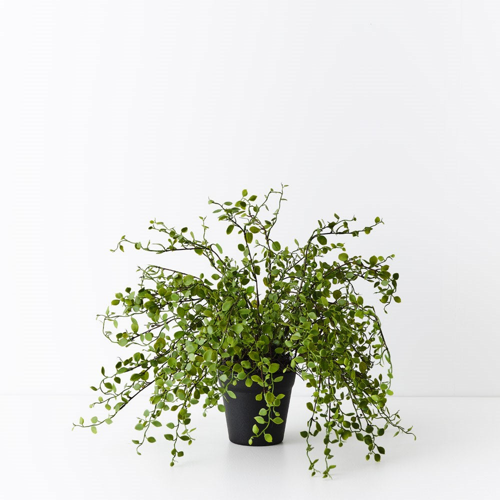 Maidenhair Vine Plant - Artificial Plant