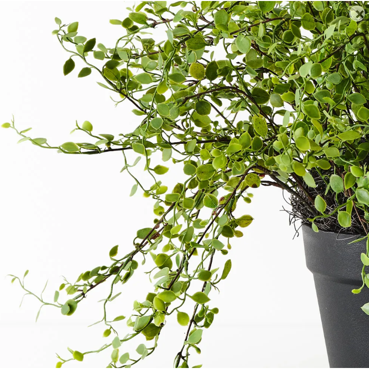 Maidenhair Vine Plant - Artificial Plant