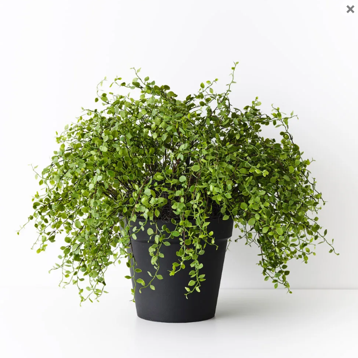 Maidenhair Vine Plant - Artificial Plant