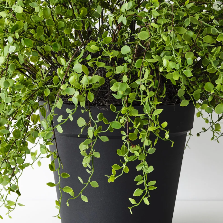 Maidenhair Vine Plant - Artificial Plant