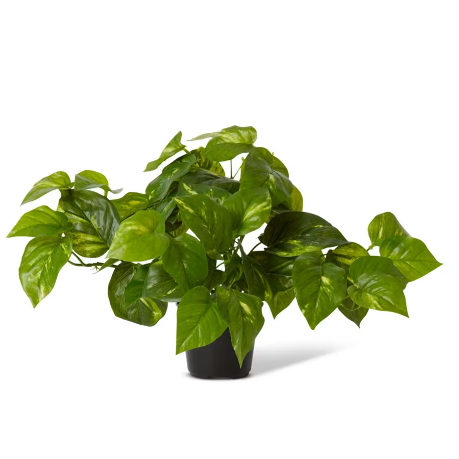 Pothos Golden Potted - Artificial Plant