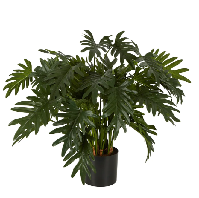 Split Philo Potted Bush 75cm