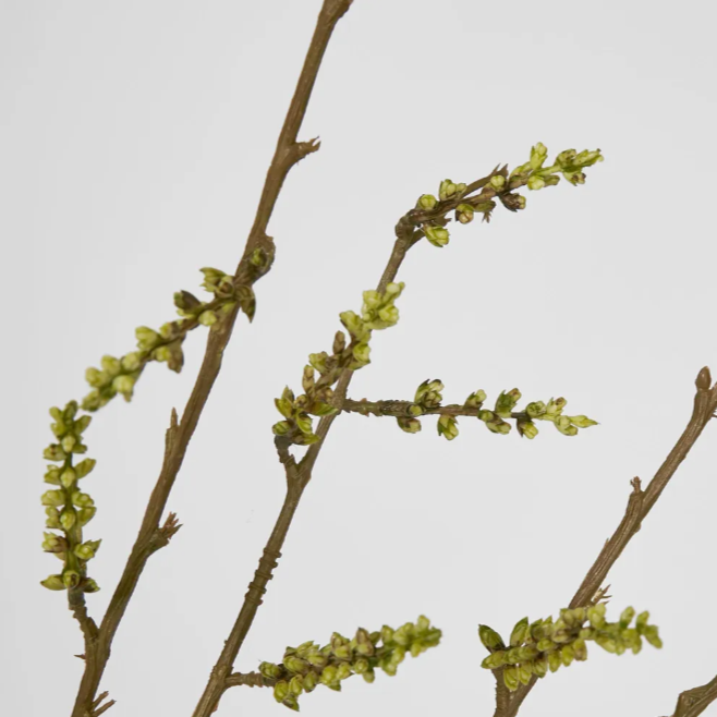 Stachyurus Spray