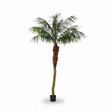 Phoenix Palm - 2.1m — studio view