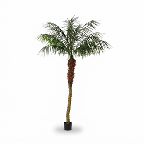 Phoenix Palm - 2.1m — studio view