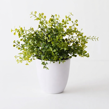Boxwood Plant - Artificial Plant (28cm H) — studio view