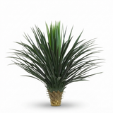 Giant Yucca Rostrata 78cm — studio view