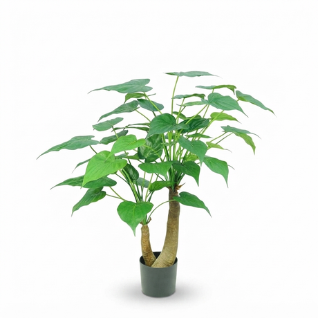 Alocasia Cucullata Tree - 95cm — studio view