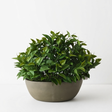 Philodendron Plant in Bowl — studio view