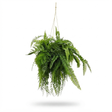 Fern Hanging - Artificial Plant (90cm) — studio view