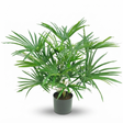 Baby Fan Palm Potted Bush w/17 Leaves 45cm — studio view