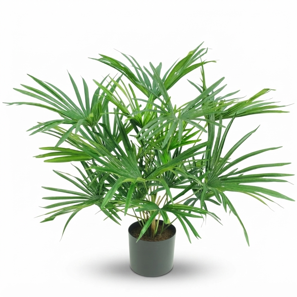 Baby Fan Palm Potted Bush w/17 Leaves 45cm — studio view