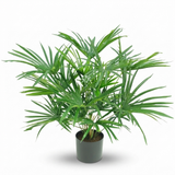 Baby Fan Palm Potted Bush w/17 Leaves 45cm — studio view