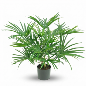 Baby Fan Palm Potted Bush w/17 Leaves 45cm — studio view