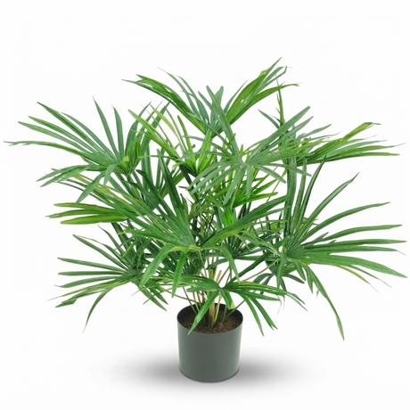 Baby Fan Palm Potted Bush w/17 Leaves 45cm — studio view