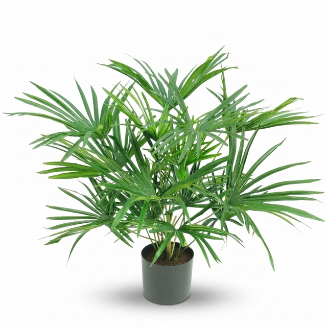 Baby Fan Palm Potted Bush w/17 Leaves 45cm — studio view