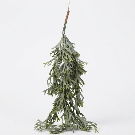 Hanging Staghorn Leaf Bunch — studio view