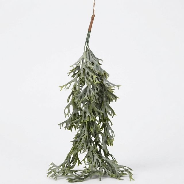 Hanging Staghorn Leaf Bunch — studio view