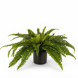 Boston Fern in Blk Pot- Artificial Plant — studio view