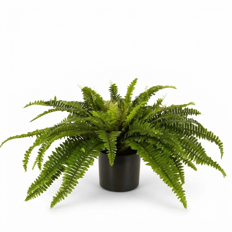 Boston Fern in Blk Pot- Artificial Plant — studio view