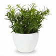 Sedum in White Melamine Pot — studio view