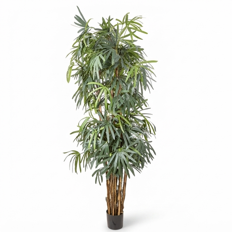 Raphis Palm - Artificial Plant (240cm) — studio view