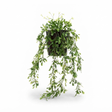 Boxwood Vine Hanging in Pot - Artificial Plant (74cm) — studio view