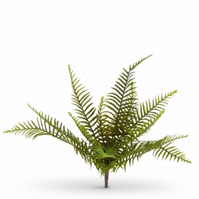 Boston Fern Bush 45cm — studio view