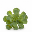 Echeveria 10cm Green — studio view