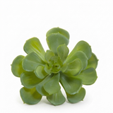Echeveria 10cm Green — studio view