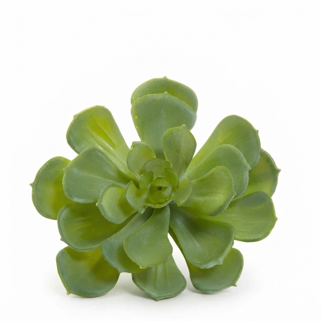 Echeveria 10cm Green — studio view