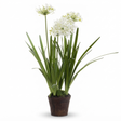 Agapanthus in Paper Pot White - Artificial Plant — studio view