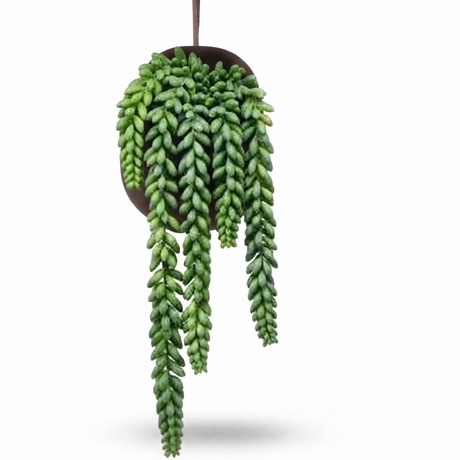 Hanging String of Pearl - Artificial Plant — studio view