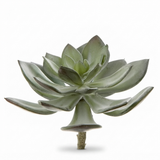 Succulent Pearl Pick 15cm Grey — studio view