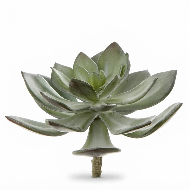 Succulent Pearl Pick 15cm Grey — studio view