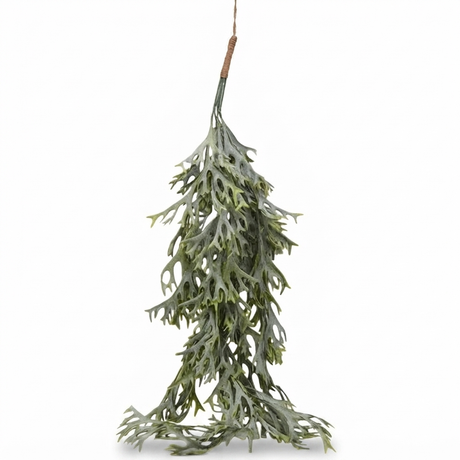 Hanging Staghorn Leaf Bunch — front view