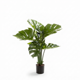 Monstera Split Philo Potted 63cm — front view