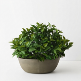 Philodendron Plant in Bowl — front view