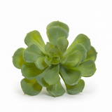 Echeveria 10cm Green — front view