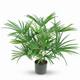 Baby Fan Palm Potted Bush w/17 Leaves 45cm — front view
