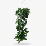 Monstera Adansonii Hanging Plant — front view