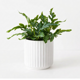Fern Kangaroo in Pot - Artificial Plant (20cm H) — front view