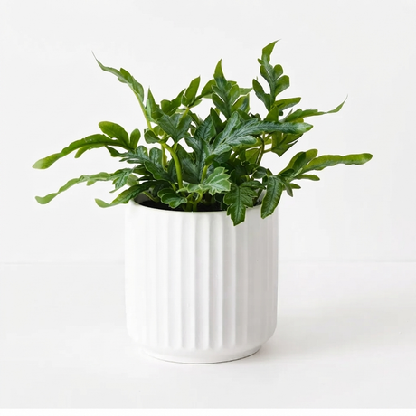 Fern Kangaroo in Pot - Artificial Plant (20cm H) — front view
