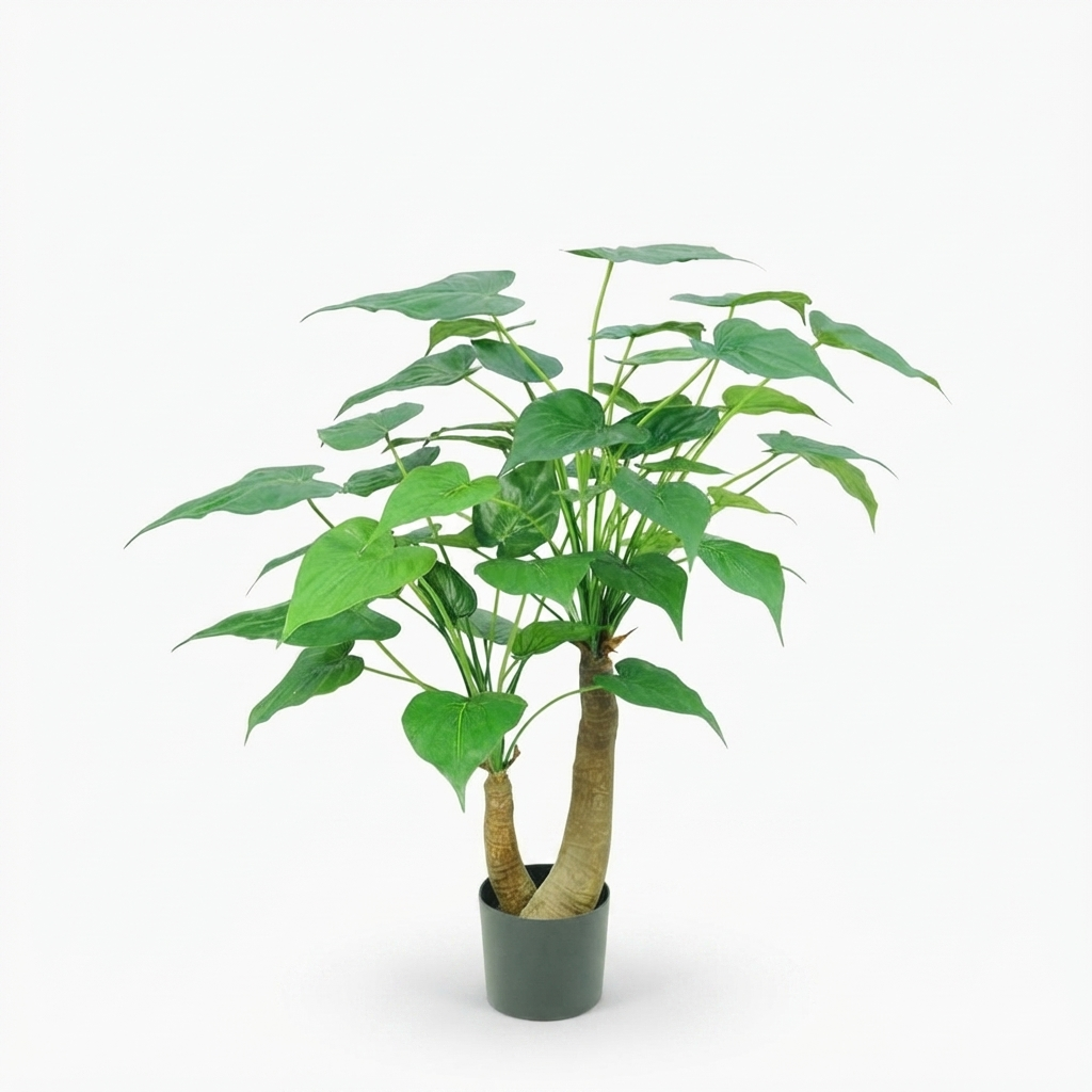 Alocasia Cucullata Tree - 95cm — front view