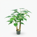 Alocasia Cucullata Tree - 95cm — front view
