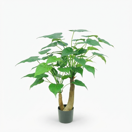 Alocasia Cucullata Tree - 95cm — front view
