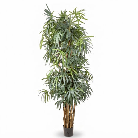 Raphis Palm - Artificial Plant (240cm) — front view