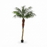Phoenix Palm - 2.1m — front view